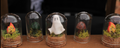 Tiny Pet Ghost Terrarium: Crystal Mushroom Moss Garden Decor